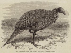 The Vulturine Guinea-Fowl in the Zoological Society